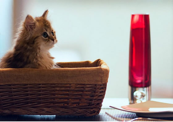 年齢認証・個人情報の取り扱いについて